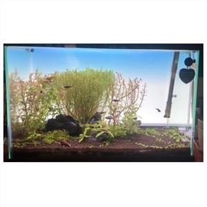 Pantalla de llum de tancs d'aquari